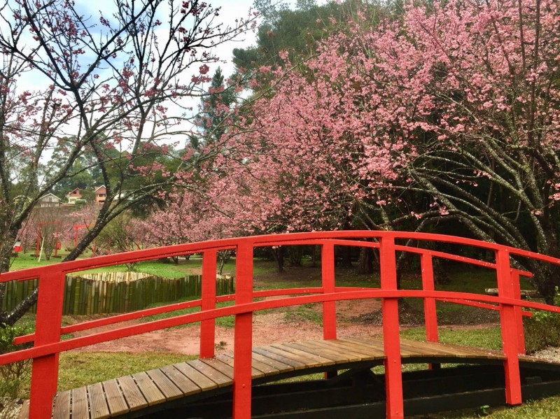 ponte em estilo japonês com cerejeiras ao fundo