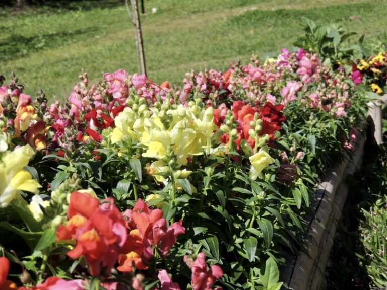 flores-e-plantas-1-0800