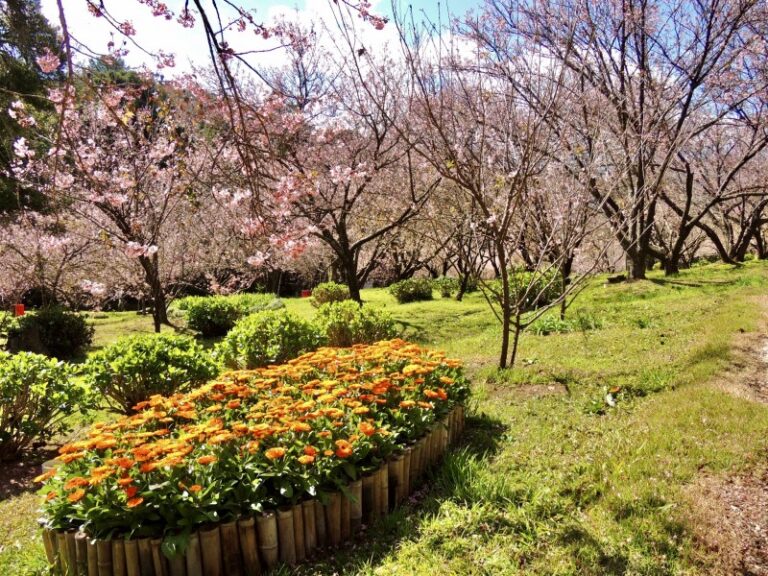 flores-e-plantas-2-0800