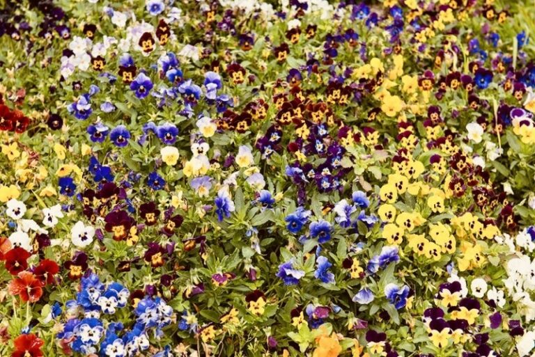 flores-e-plantas-3-0800