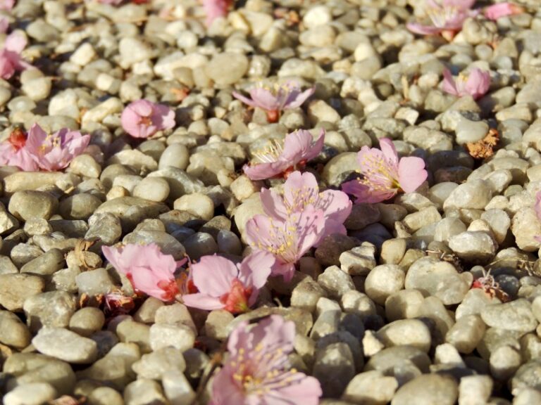 jardim-oriental-12-0800