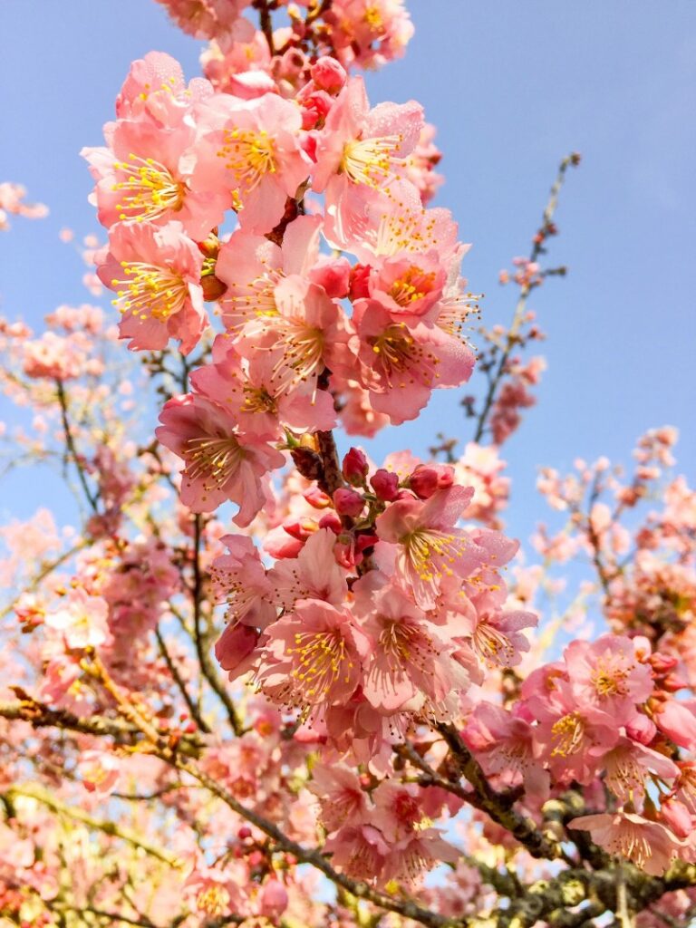 jardim-oriental-3-0800