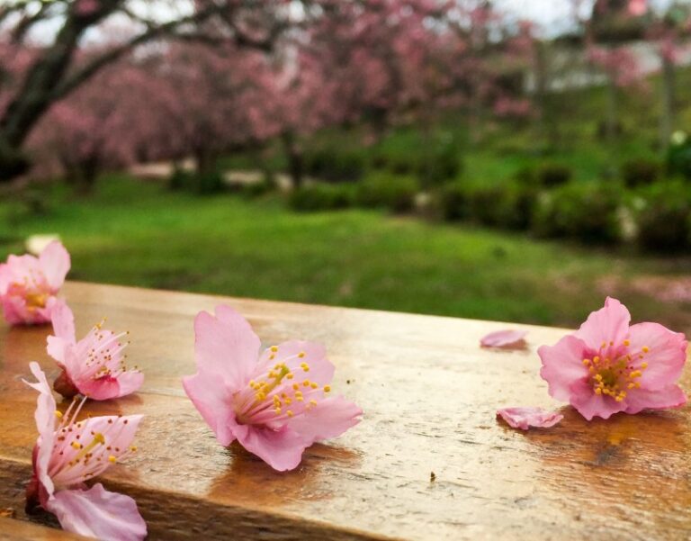 jardim-oriental-7-0800